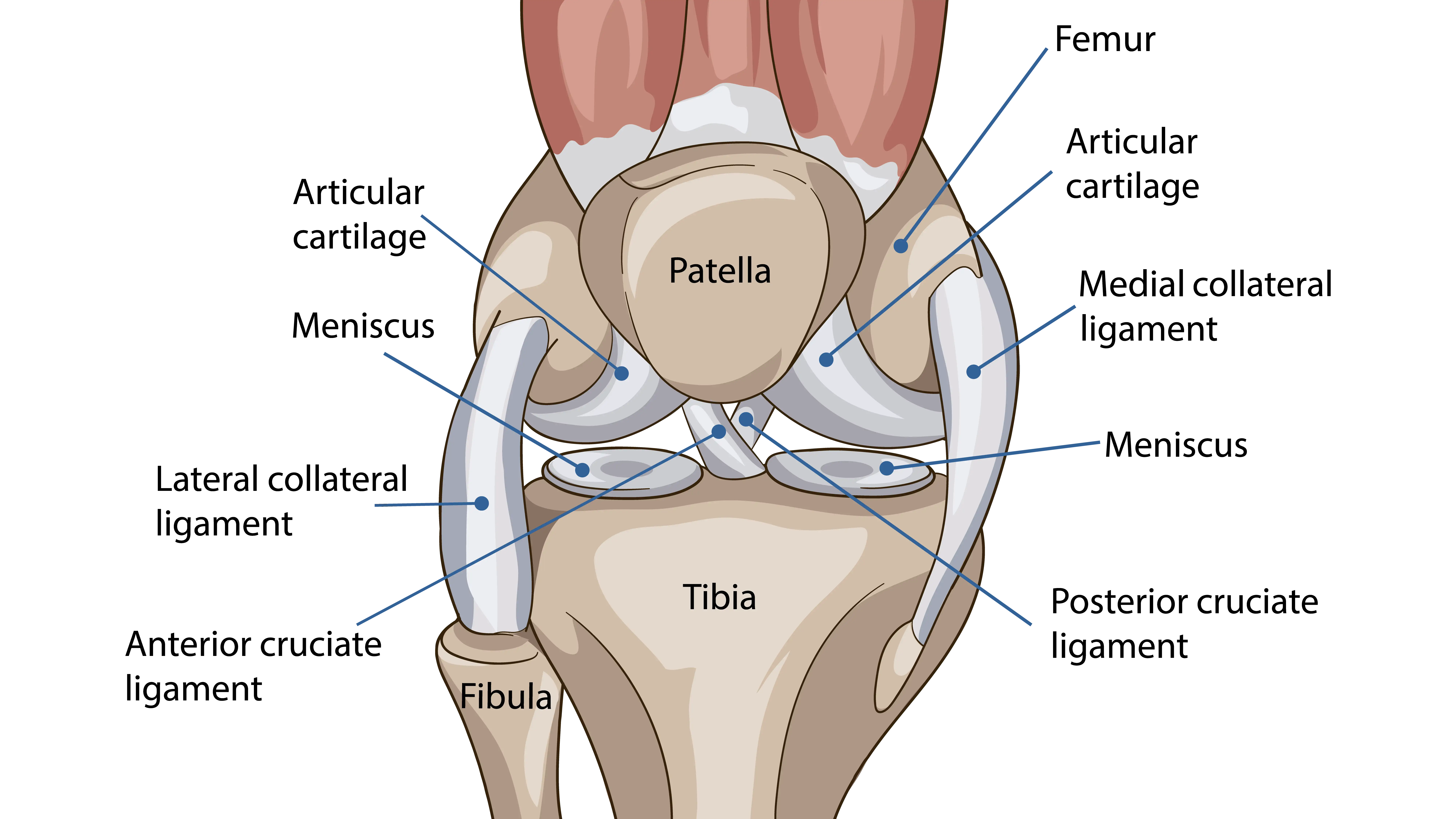 Anatomical Graphic of the Knee