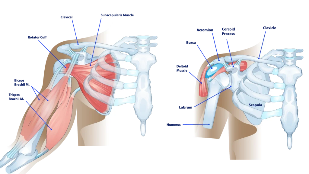 Anatomical Graphic of Shoulder Anatomy