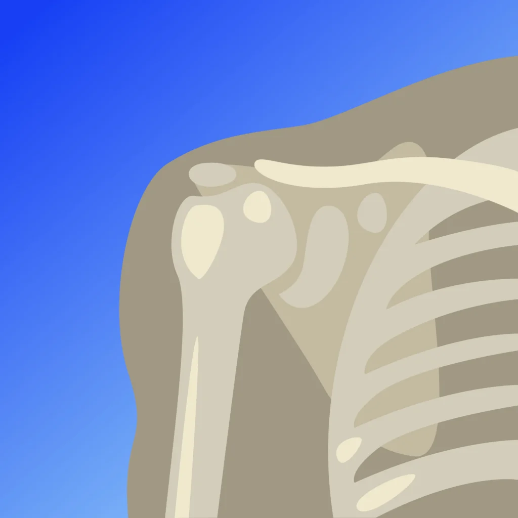 Shoulder