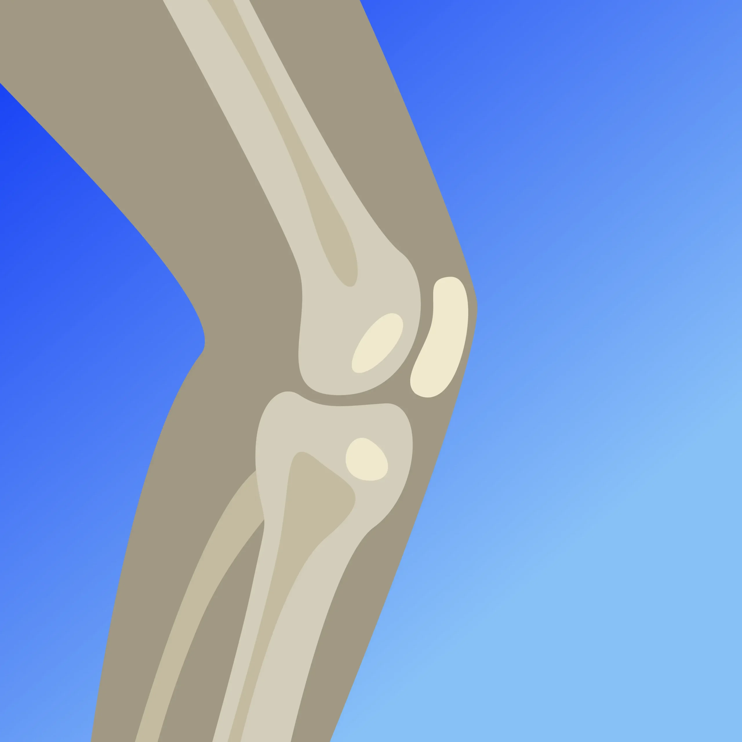 Knee