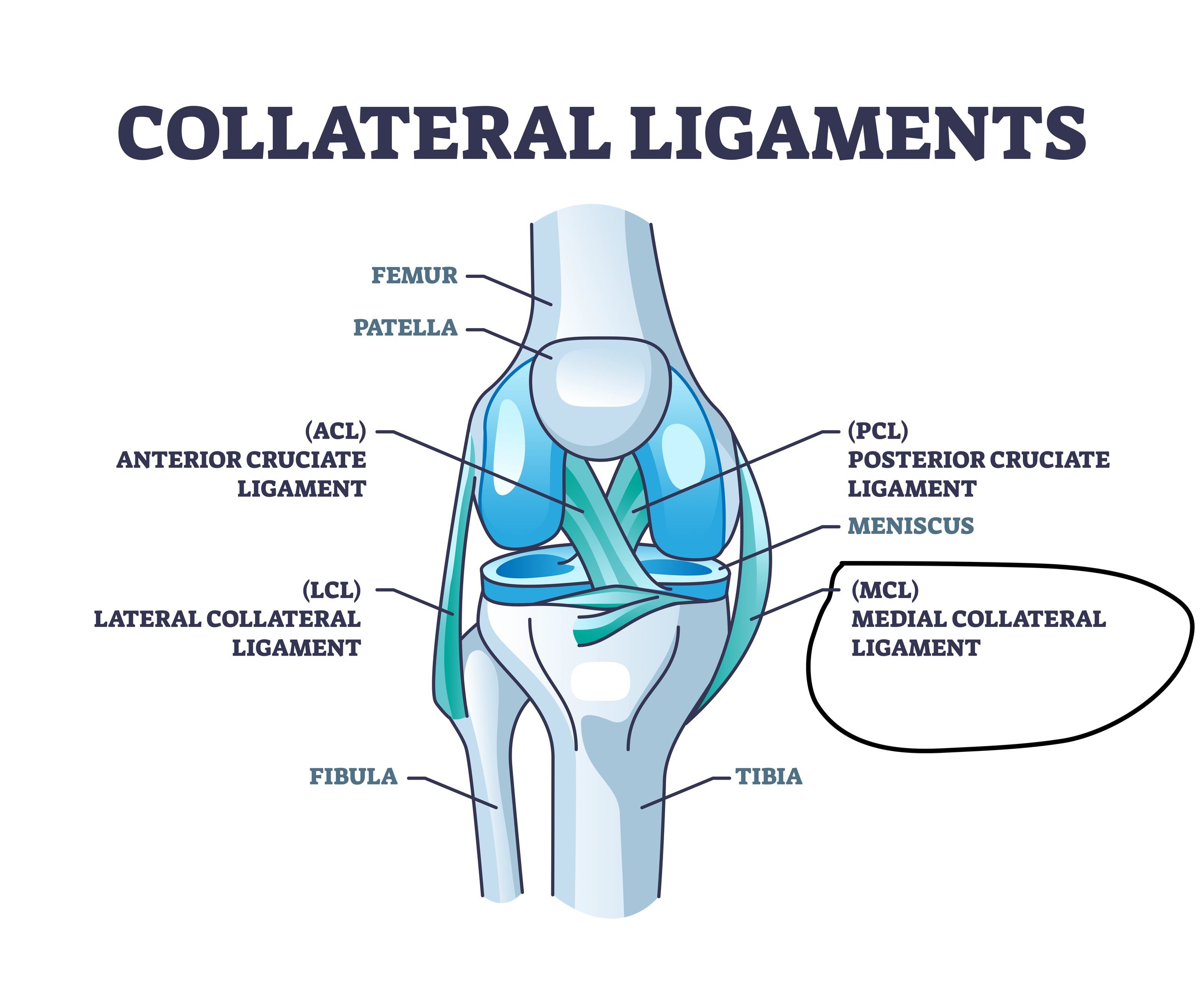 MCL anatomy diagram